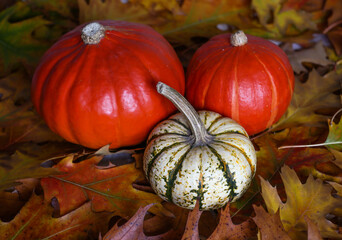 Two orange pumpkins and a squash