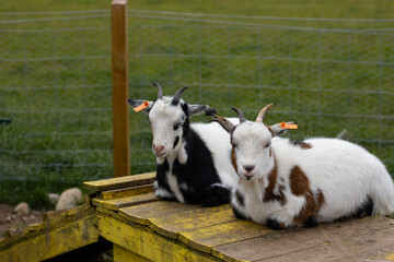 Two goats lying next to each other. Animal close-up. Copy space. Zoo. Family fun.