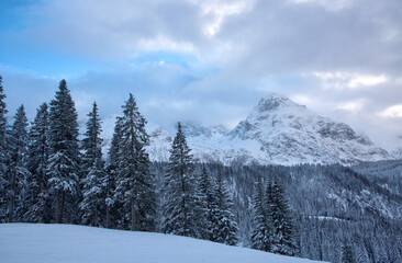 Winter landscape with snow-covered pine trees in the Alps.