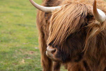 Scottish brown cow. Highland cow close-up. Animals in the zoo. Animals in captivity. Family trip. Copy Space.