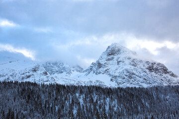 Winter landscape with snow-covered pine trees in the Alps.