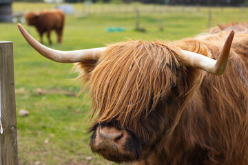 Scottish brown cow. Highland cow close-up. Animals in the zoo. Animals in captivity. Family trip. Copy Space.