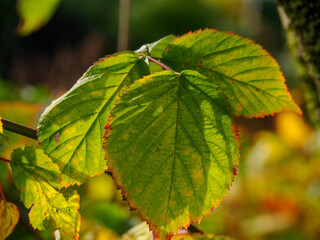 Goldener Oktober im Münsterland
