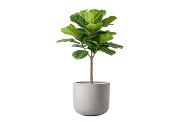 Fototapeta premium Lush green Fiddle Leaf Fig tree in a stylish light gray ceramic planter. Popular houseplant isolated on a pure white background, ideal for home decoration or botanical themes