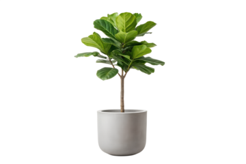 Lush green Fiddle Leaf Fig tree in a stylish light gray ceramic planter. Popular houseplant isolated on a pure white background, ideal for home decoration or botanical themes