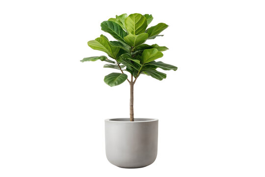 Lush green Fiddle Leaf Fig tree in a stylish light gray ceramic planter. Popular houseplant isolated on a pure white background, ideal for home decoration or botanical themes