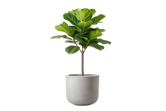 Lush green Fiddle Leaf Fig tree in a stylish light gray ceramic planter. Popular houseplant isolated on a pure white background, ideal for home decoration or botanical themes