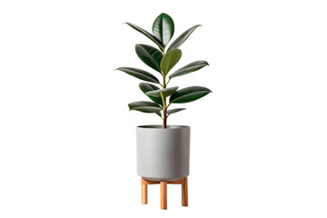Elegant rubber plant in a modern pot on a wooden stand, adding a touch of green sophistication to interior spaces