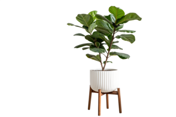 A beautiful fiddle leaf fig tree in a modern white ceramic pot on a wooden stand, isolated on a white background. Popular houseplant for home interior decoration