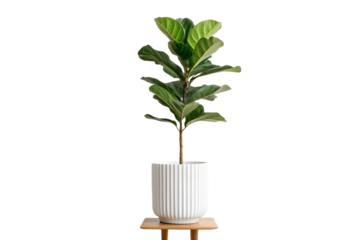 A healthy, vibrant Fiddle Leaf Fig plant in a ribbed planter, showcased on a wooden stand against a white background for an elegant home decor aesthetic