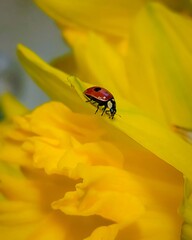 ladybird on yellow flower