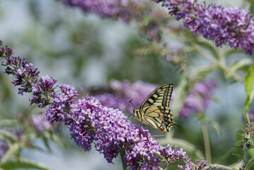 Old World Swallowtail or common yellow swallowtail (Papilio machaon) sitting on summer lilac in Zurich, Switzerland
