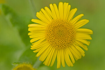 Fototapeta premium Macro of a common fleabane flower - Pulicaria dysenterica. 