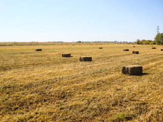 Fototapeta premium Agricultural field with straw bales after harvest