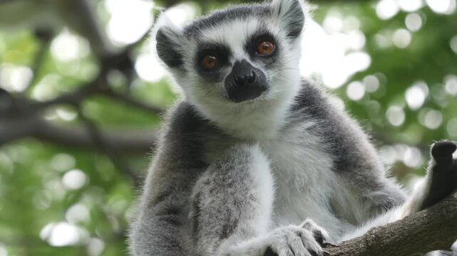 ring-tailed lemur catta looking curiously, portrait 3005