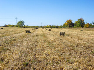 Obraz premium Agricultural field with straw bales after harvest