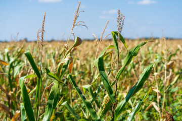 Corn field. Cereals for bakery in autumn