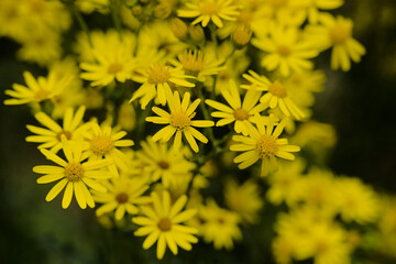 Close up of yellow ragwort flowers, selective focus with bokeh background - Jacobaea vulgaris 