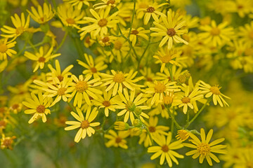 Close up of yellow ragwort flowers, selective focus with bokeh background - Jacobaea vulgaris  © Kristof Lauwers