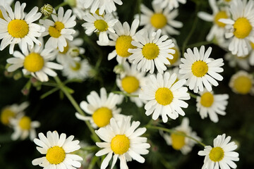 Obraz premium Common daisy flowers in the garden - Bellis perennis. 