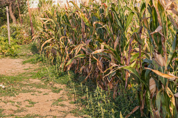 Corn field. Cereals for flour production