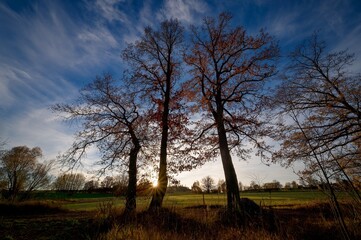 Silhouettes of deciduous trees with remnants of yellow and orange leaves, low, November sun, dry grass in the Vysočina region, CZ