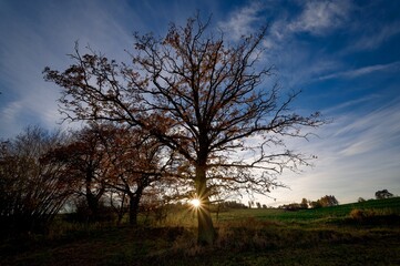 Silhouettes of deciduous trees with remnants of yellow and orange leaves, low, November sun, dry grass in the Vysočina region, CZ