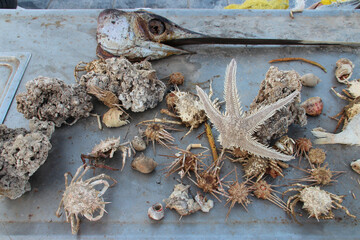 seafood and crustacean stand at a market in rethymno in crete in greece