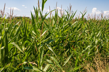 Obraz premium Corn field. Cereals for flour production