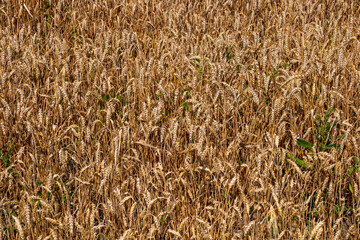 Wheat field. Cereals for bakery