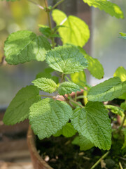 Close up of lemon balm leaves in pot indoor melissa officinalis