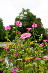 Close up of bright pink lavatera flowers blooming in a summer garden with green leaves and soft natural light