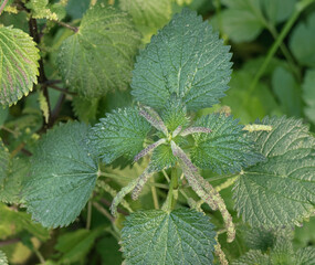 Top view of flowering nettle plant close up urtica dioica