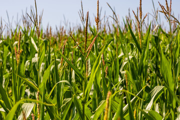 Corn field. Cereals for flour production