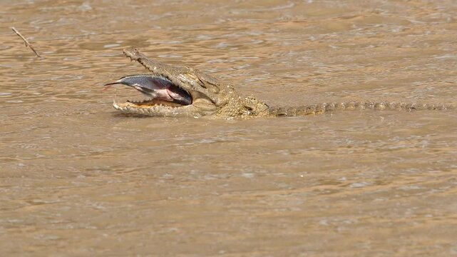 crocodile eats big fish in shallow water  511