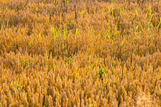 Wheat field. Cereals for bakery