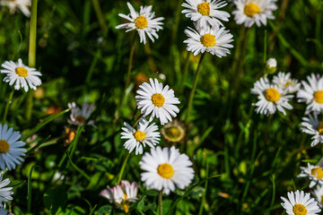 Nature scene with blooming bellis perennis, commonly known as the white daisy