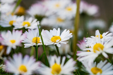 Nature scene with blooming bellis perennis, commonly known as the white daisy