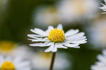 Nature scene with blooming bellis perennis, commonly known as the white daisy © Vlad Ispas