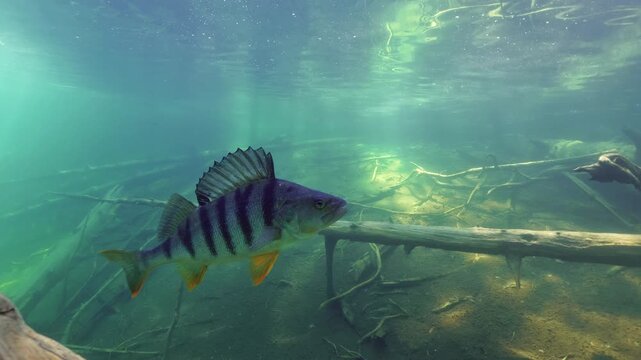Very big perch swimming near camera