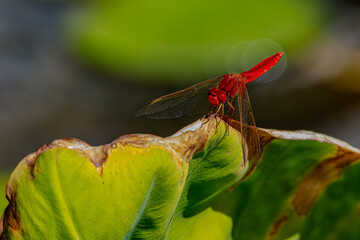 red dragonfly on a green leaf	
