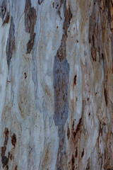 bark of a tree close up	
