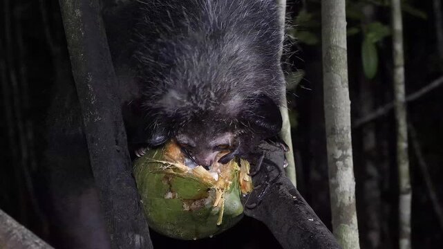 aye-aye in tree at night scrapes out coconut using long, thin finger, close 735