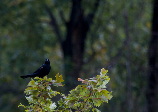 Red-winged blackbird perched on branch