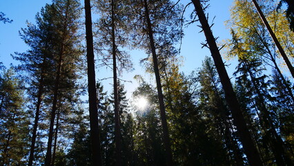 Schwedenwald