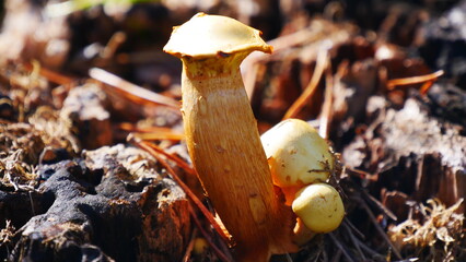 Pilz und Flechten