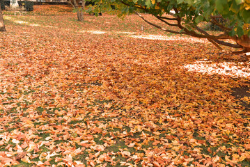 Feuilles mortes sur la pelouse en automne