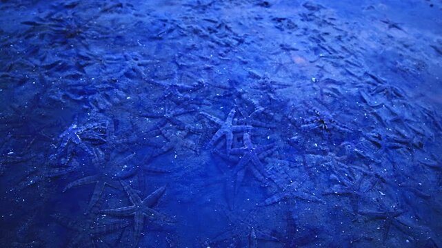 As the sea recedes, millions of starfish reveal themselves upon the vast muddy beach of Phuket. The mirror-like surface reflects the tranquil blue of the sky, blending water, light, and life