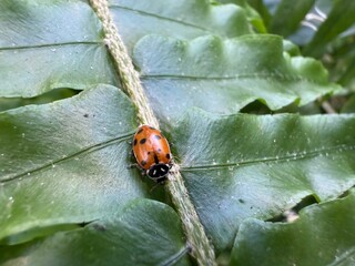 Convergent ladybug (Hippodamia convergens) on fern leaf in greenhouse