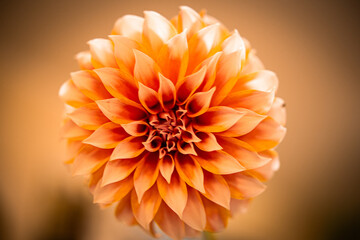 orange dahlia flower